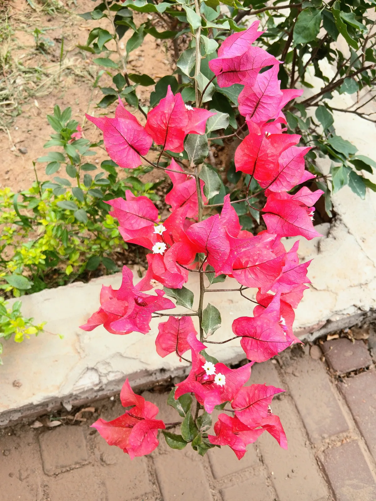 pink garden Flowers!
