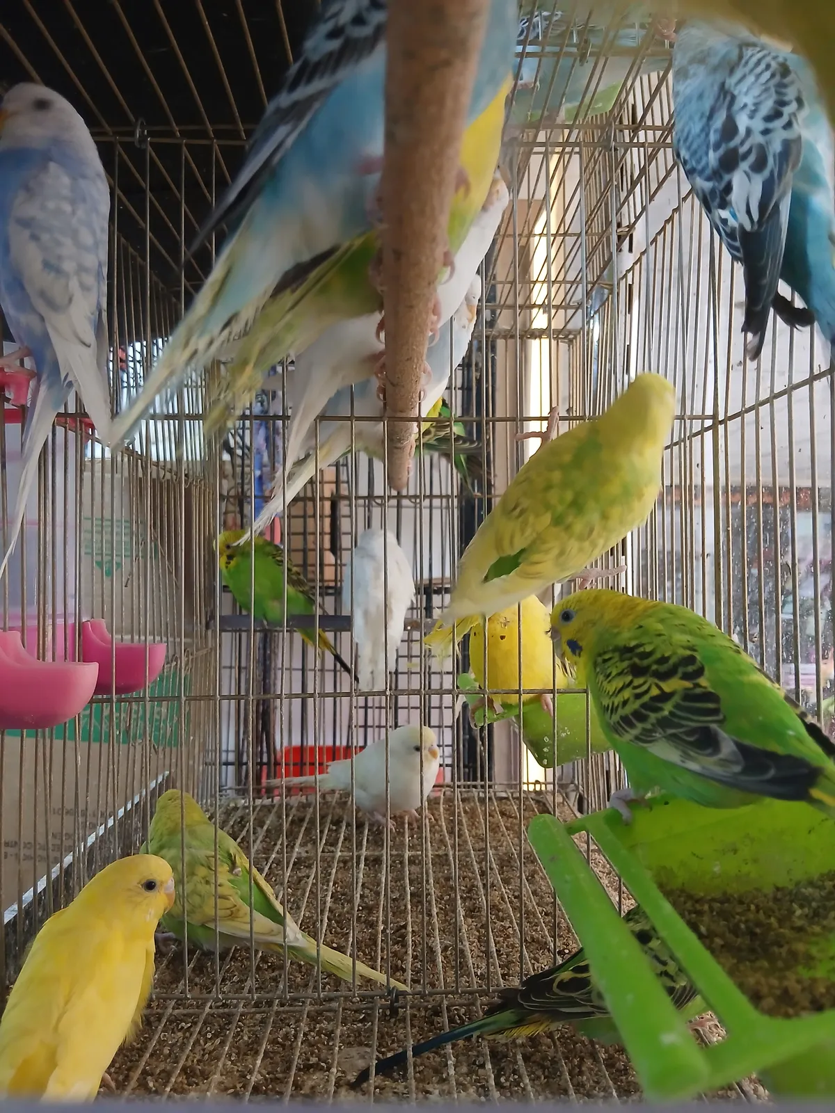 Pet Store Birds !